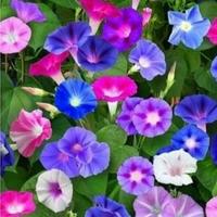 Ипомея Звездный вальс 1г