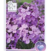 Вечерница Ночная красавица НК Ц