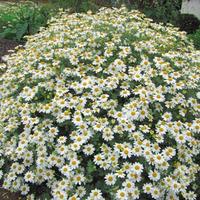 Танасетум Снежная красавица НК Ц