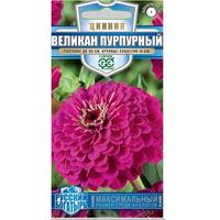 Циния Великан пурп.Гавриш Ц /10/