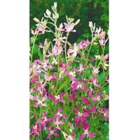 Огурец Артель Манул Ц