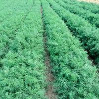 Укроп Аллигатор (метал.) Гавриш Ц /20/