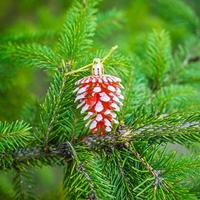 Шар 6DC6-H32-1 6шт.6см Шишка красн.с бел.каймой /360/