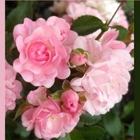 Букет"Фейри"6в.38см.БР0025